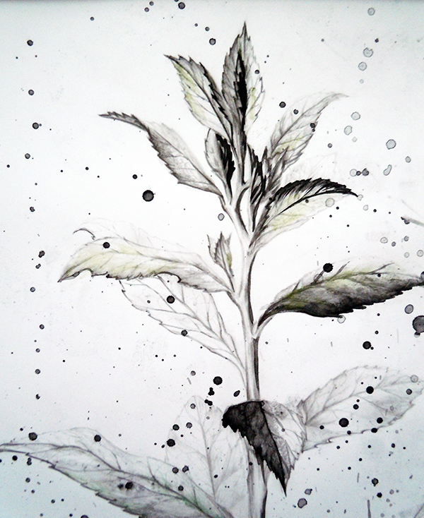 pond leaves Plant botanical bush green chalk pastel pastel carbon charcoal Water soluble  synthetic paper pencil yupo