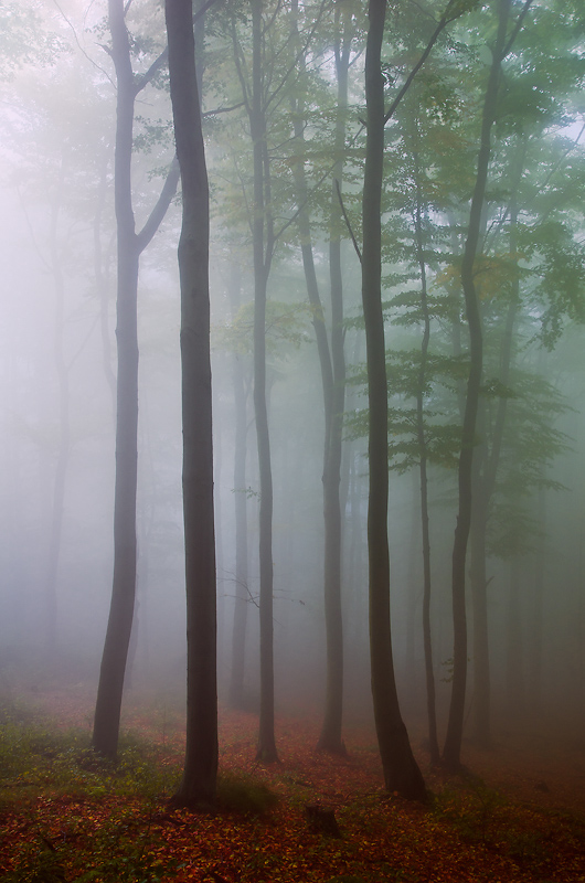 Adobe Portfolio Czech Republic ore mountains fog forest Tree  autumn