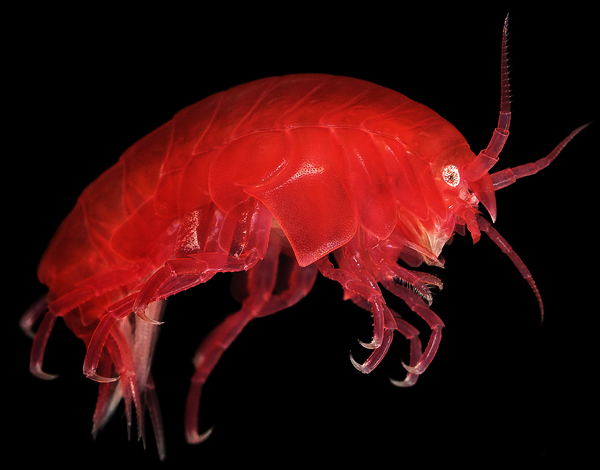 underwater Ocean creatures monsters