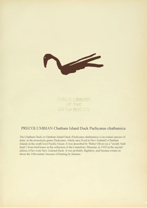 prints specimens birds Extinction