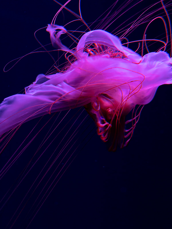 The jellylike creatures