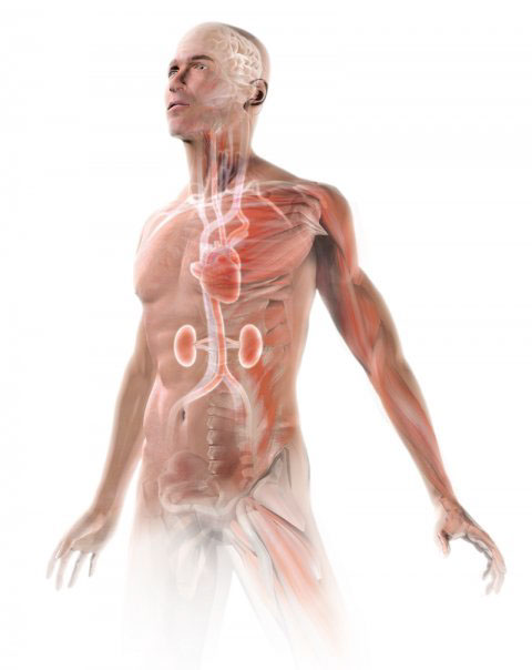medical  science  AMVAL  3D Illustration
