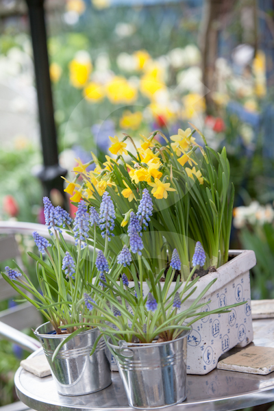 gardening  gardens  bulbs   narcissi tulips daffodils Holland amsterdam planting soil horticulture colour vivid Stems Bouquet wedding Events gifts surrey UK containers ornaments paving design plants Flowers blooms petals leaves red pink yellow green enjoyment HOBBIES retirement consuming