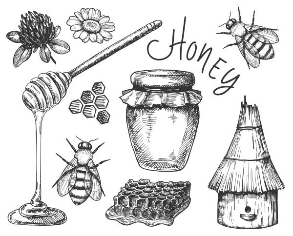 honey ILLUSTRATION  ink vector bee Cell Bank texture seamless