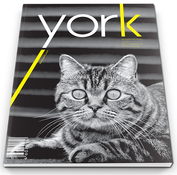 magazine york editorial Cat b&w byn wood kitten trend black yellow geometric animal book mag