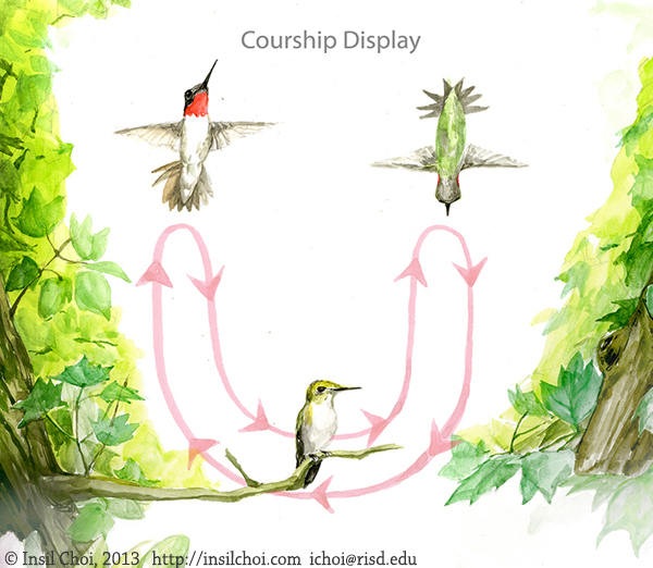 The Life Cycle of Hummingbirds on Behance