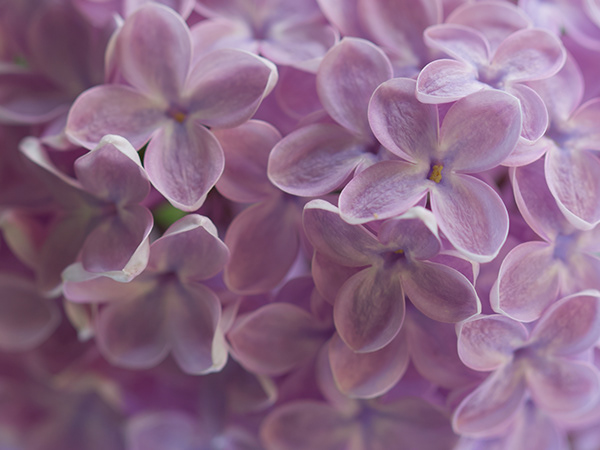 Lilac flowers macro photography