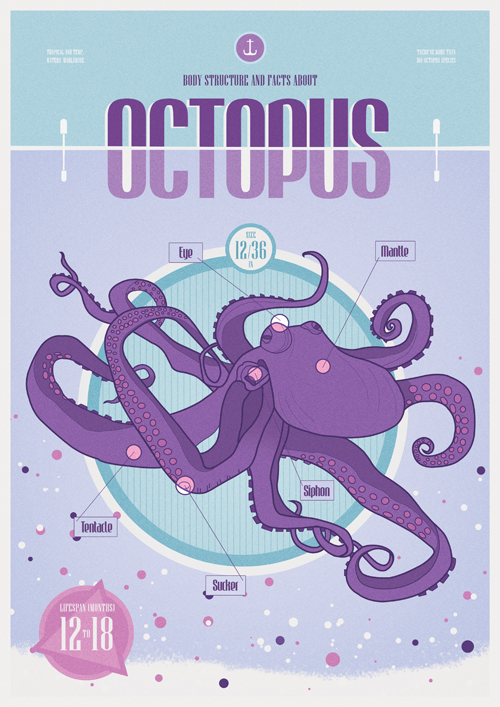 magazine animal octopus