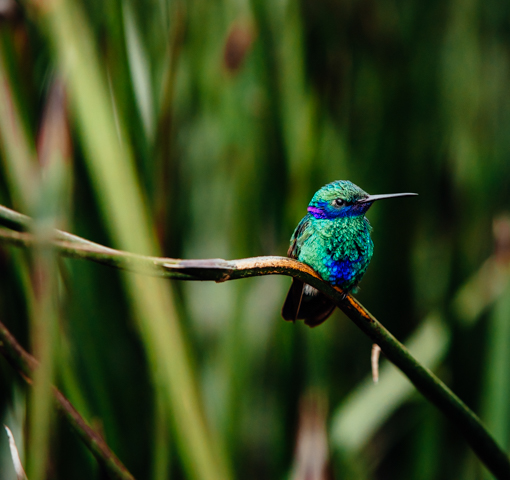 Nicolás Otero Retratos de Biodiversidad Colombian birds bogota colombia