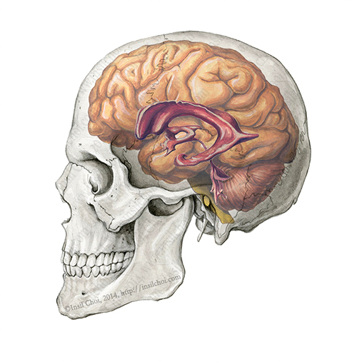 human brian anatomy brain academic hospital skull