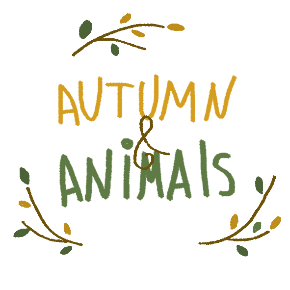 autumn animals ILLUSTRATION  bear rabbit owl Cat book Character design 