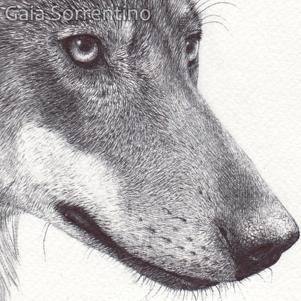 wolf italian wolf animal wildlife canine dog Nature bic pen Realism canid Fur mammal