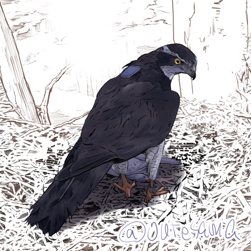 hawk bird Nature ILLUSTRATION  Drawing  artwork sketch digital illustration bird of prey goshawk