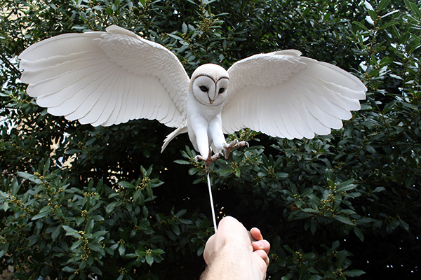 Hand made Barn owl sculpture on Behance