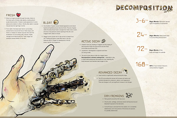 decomposition smell under sink kitchen
