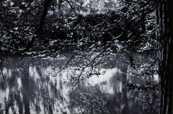 Landscape cinematography ILFORD black and white noir et blanc 35mm forest monochrome analog Film  