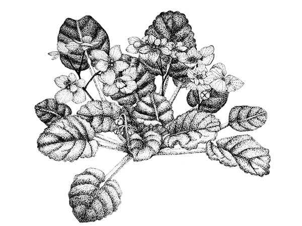 African violet illustration on RIT Portfolios