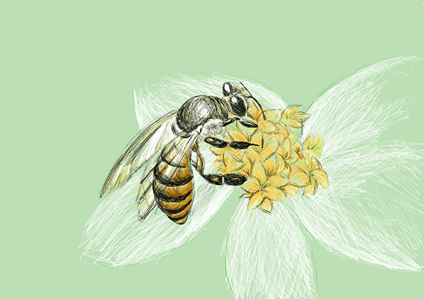 Bee pencil sketch in Adobe Fresco iPad Pro