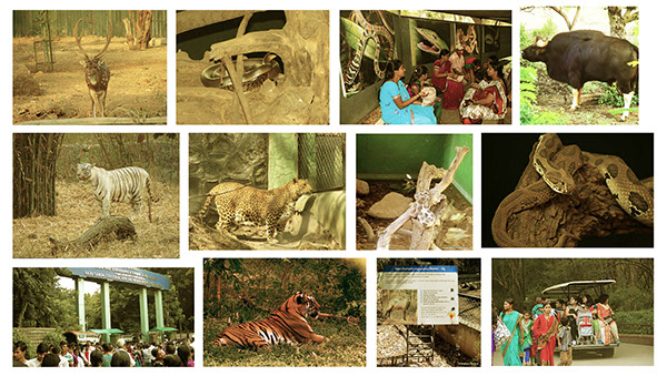 Rajiv Gandhi Zoological park- Informative booklet on Behance