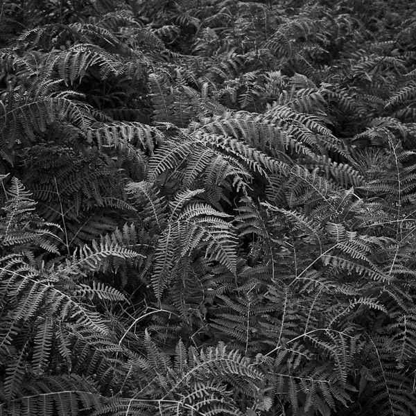 Landscape black and white Fuji x100 grass wheat trees Flowers