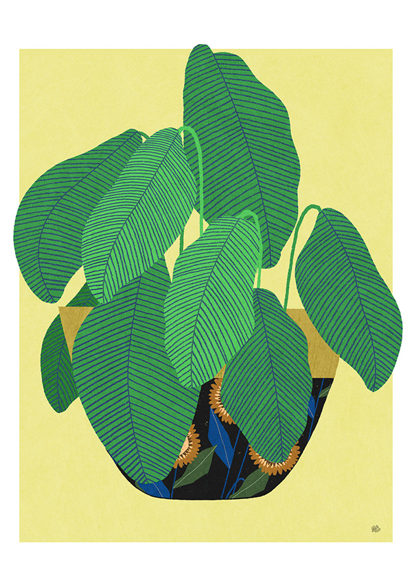 Plants illustrations