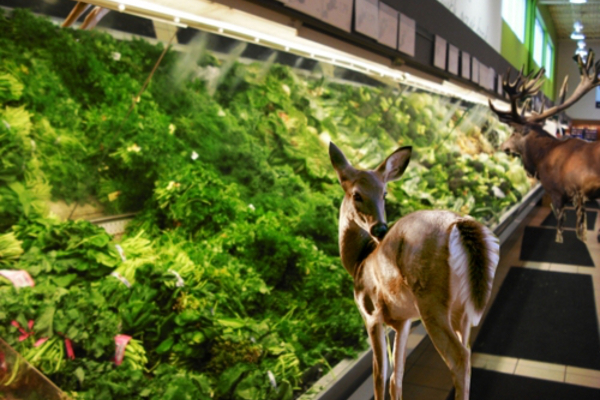 deer animal animals ailse produce foliage vegitation paint acrylic lighting