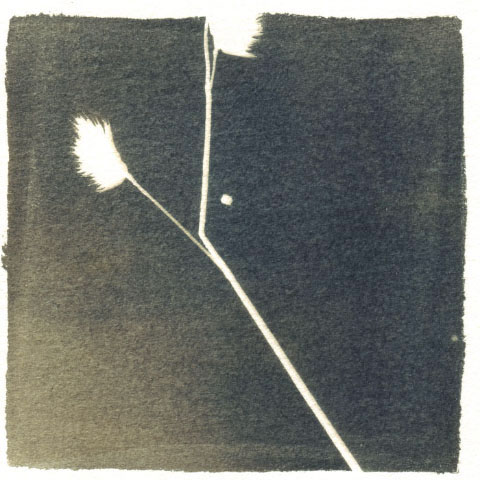 cyanotype analog blue White paper Photogram
