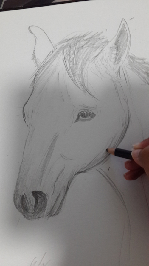 sketch sketches animal animals wolf horse wolf sketch horse sketch pencil