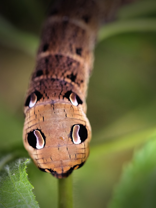 caterpillars European macrophotography jimmy hoffman  close-ups Insects