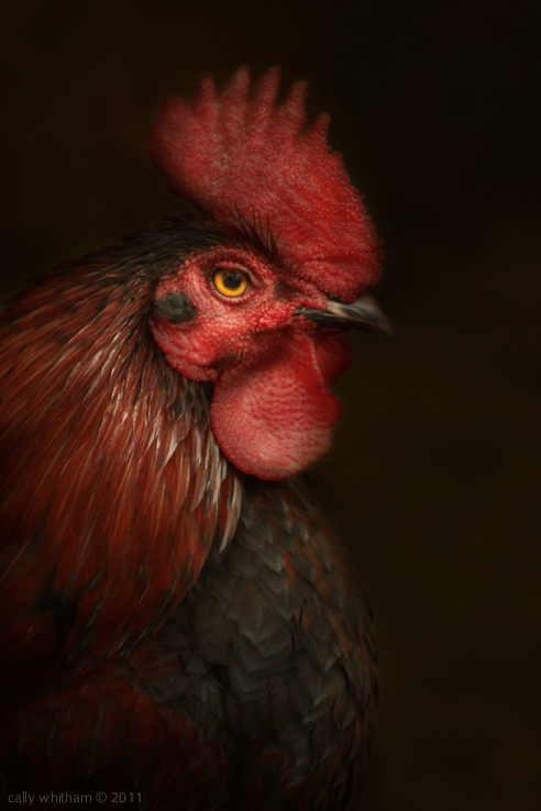 chickens Roosters poultry Romanticism pictorialism Portraiture