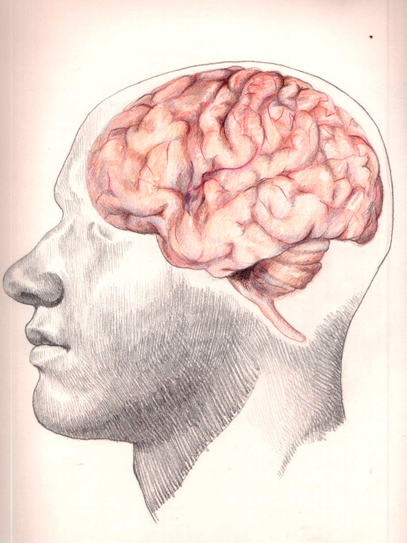 anatomy scientific skull medical watercolor detailed Human Body organs viscus anatomical