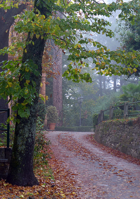 fog rain leaves trees