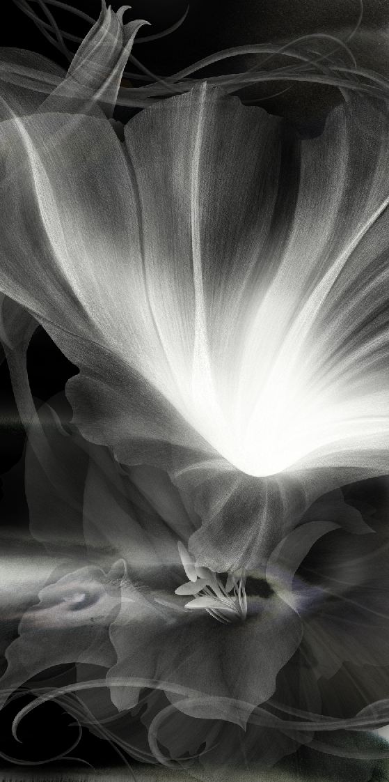 monotone black & white flower  nature fantasy water color  pencil right  dark water blight blooming.