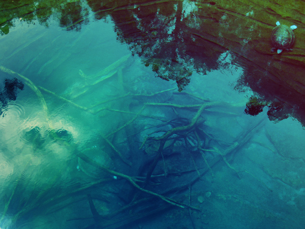 animals water Pool reflections hidden secret mood atmostphere zoo