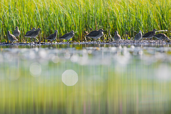 Wading Birds on a Finnish lake.