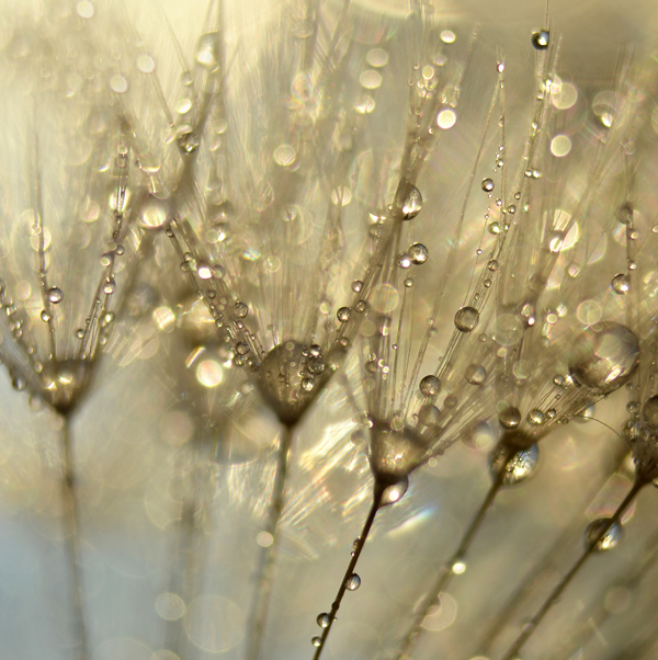 dandelion seeds  water drops  droplets  floral  nature  abstract  macro  close up fresh  soft