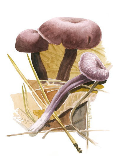 mushroom wild life illustrati aquarelle water-colour