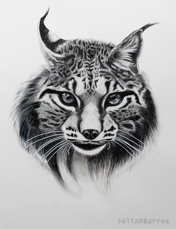 lápis de cor colored pencil desenho animais animals lince ibérico Iberian Lynx