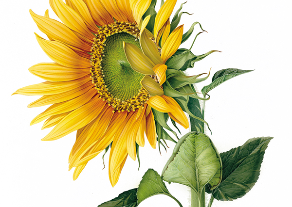 botanical Flowers naturalistic Nature sunflower