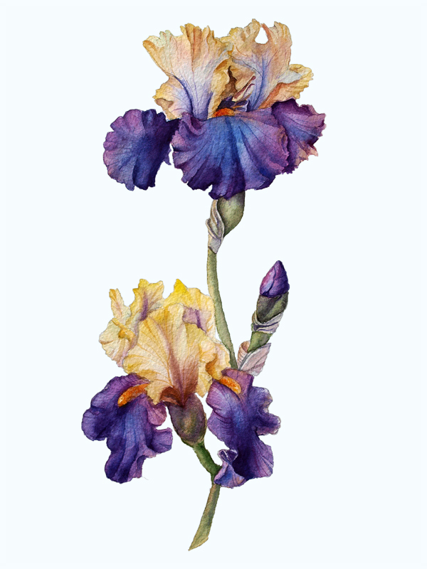 Flowers Roses iris hydrange watercolor