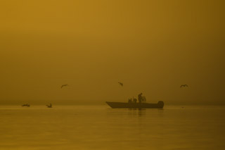 Sunrise salt water pelicans Fisherman Georgia