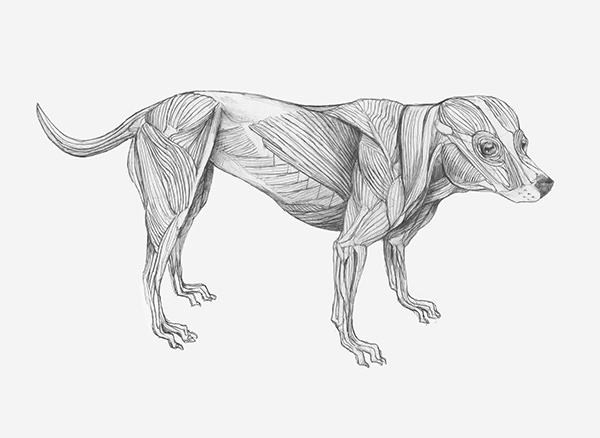 Animal Anatomy Illustrations on Behance