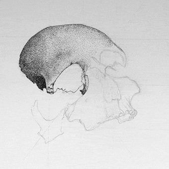 stippling draw skull dot nidieuxnimaitres poster skulls anatomy teeth bones esoteric screenprint silkscreen death head