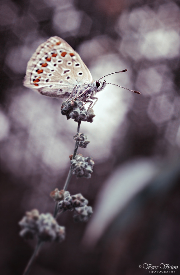 #butterflies #butterfly #insect #Macro #naturephotography #Bokeh #plants #Summer #invertebrates
