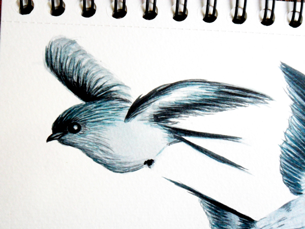 swallow  Hirundinidae  ink bird