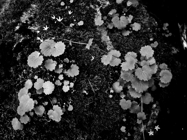 wild  Naturaleza flower  flor  texture   textura  arbol  tree animal  insect dark blanco negro black White
