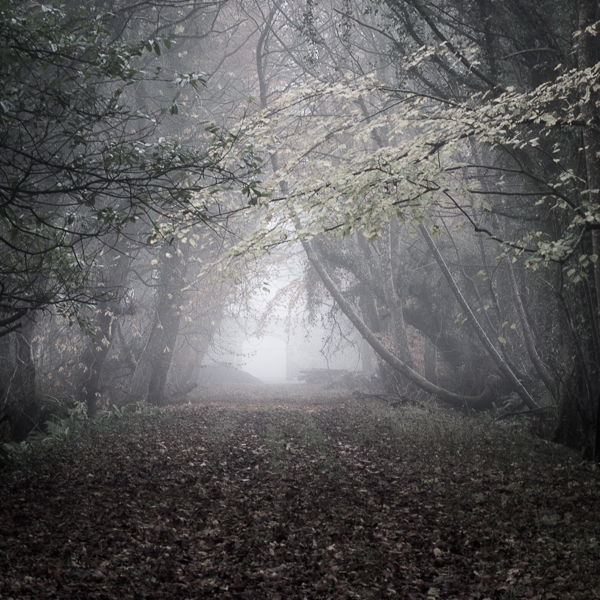 clonbrock Mystic land Ireland mood fog estate Landscape minimal zen Melancholy loneliness