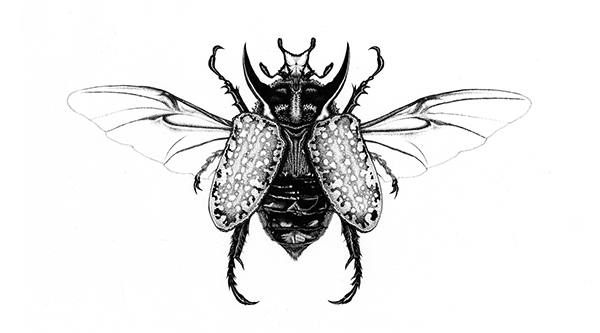 beetle  insect entomology  type  typography  Illustration  ink  watercolor  drawing  illuminated letter  letter  s  scarab  bugs  Bug  alphabet  abc  pen&ink  pen  painting  micron  stippling  black white  wings  shell  legs  design