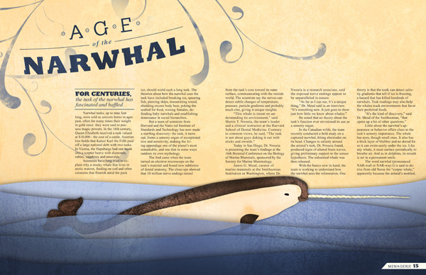 magazine narwhal editorial