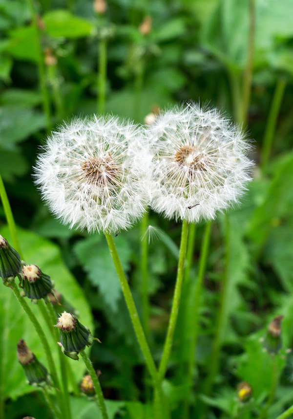 Two dandelions in late spring.